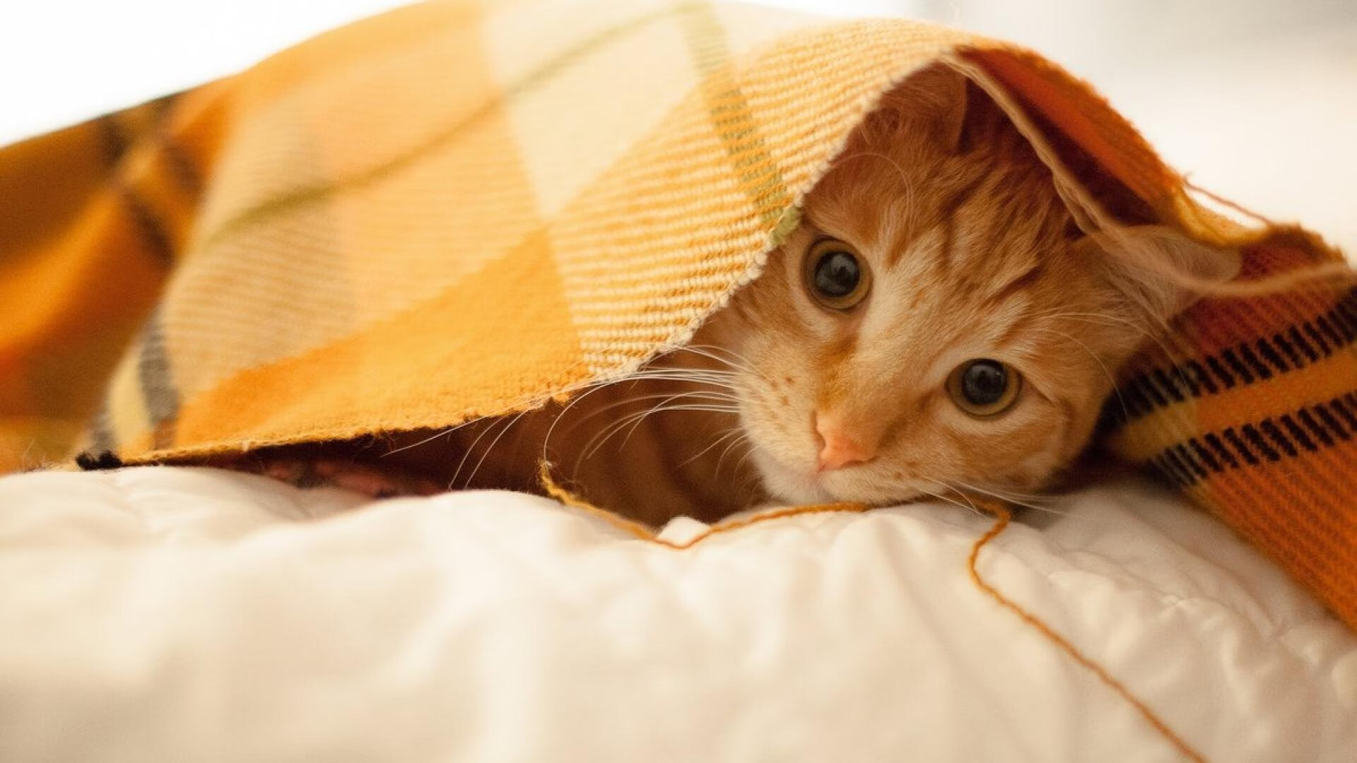 赛道逆袭日，索伯绝杀梅奔，维斯塔潘灼热统治下的意外剧本