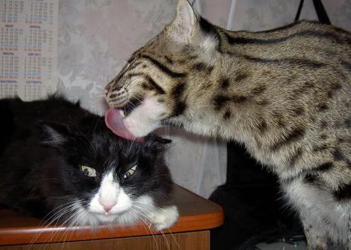 奥亚尔萨瓦尔伤愈复出梅开二度引爆赛场,瑞士队强硬战术终结埃及不败神话