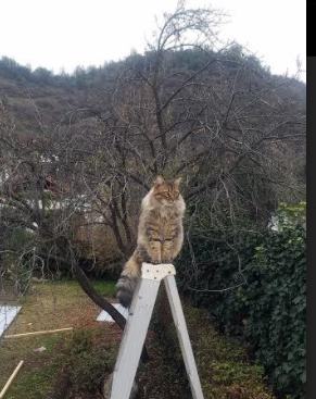 开云体育中国-跨界较量，浙江队横跨太平洋稳稳拿下步行者，浓眉成戏剧转折关键先生