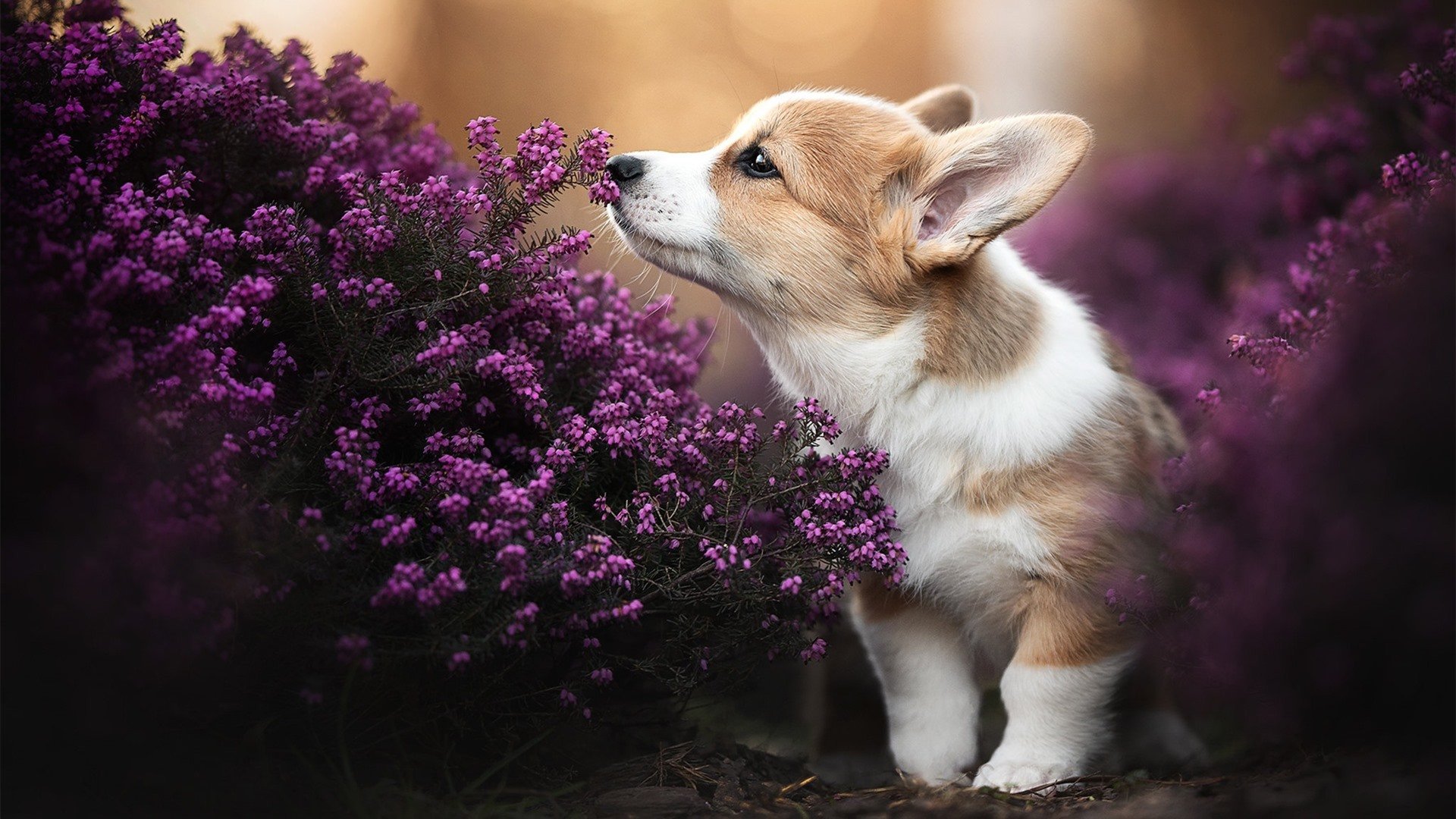 开云体育中国-数据会撒谎，但贝恩的手不会，当掘金防线在沉默中被他撕成碎片
