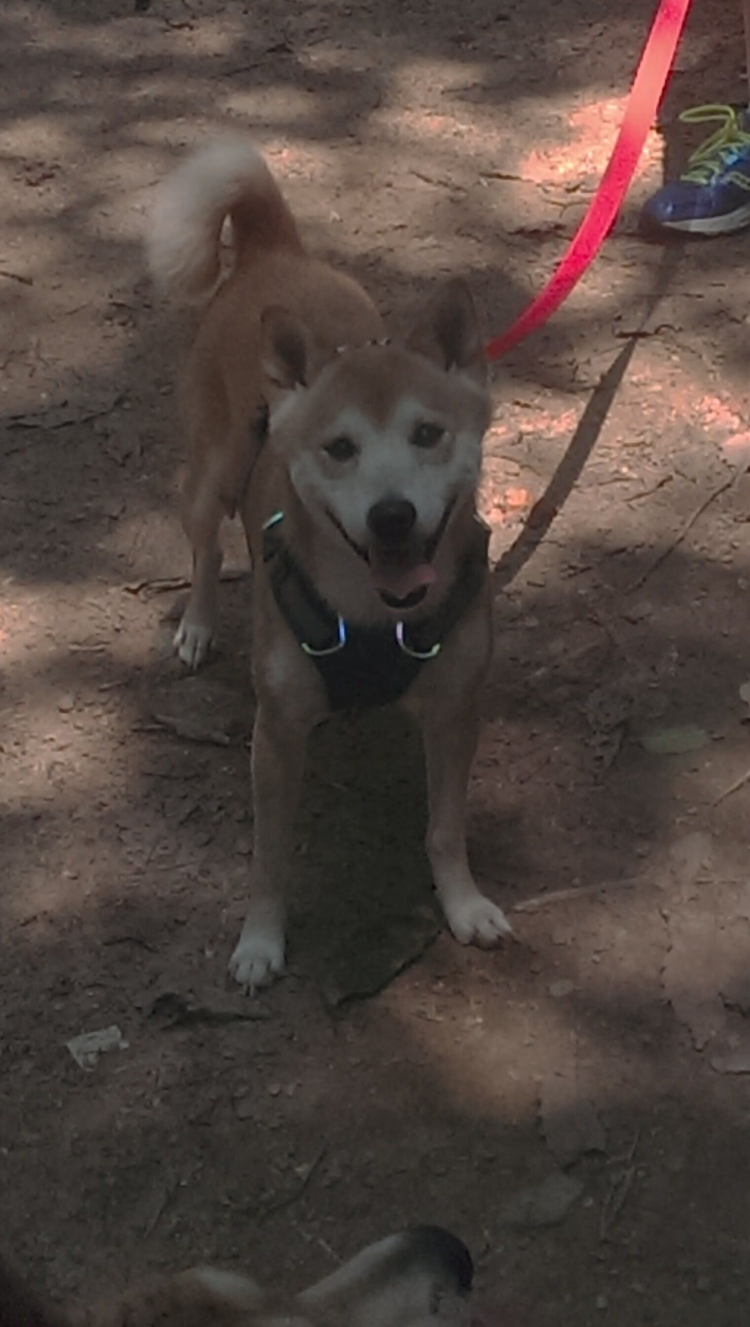 开云体育官网-唯一传说，当火箭用决胜局封印爵士，欧文已成那个改写宿命的男人