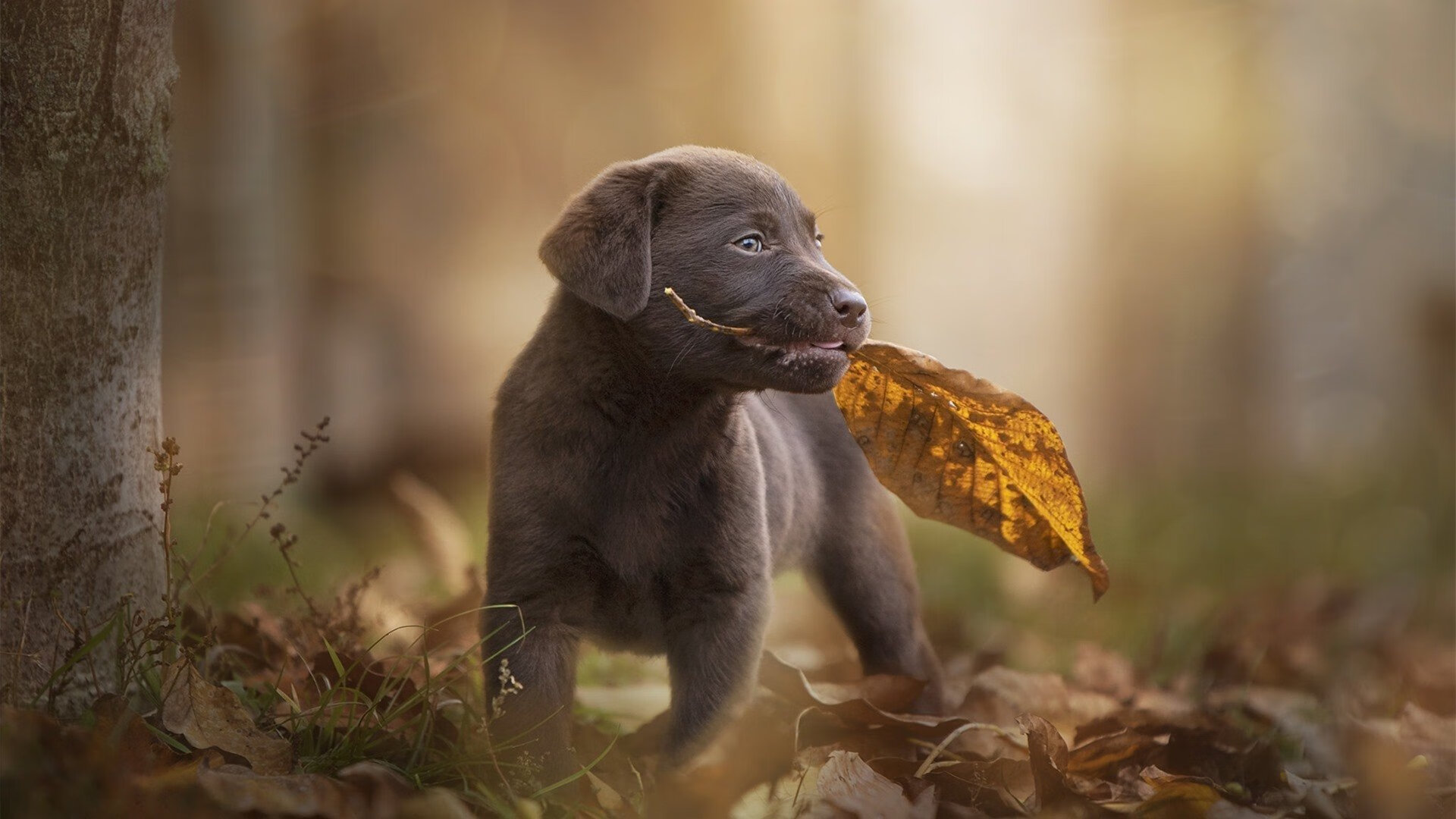 独臂擎天！恩比德末节觉醒率火箭逆转绿军，诠释何为真正关键先生