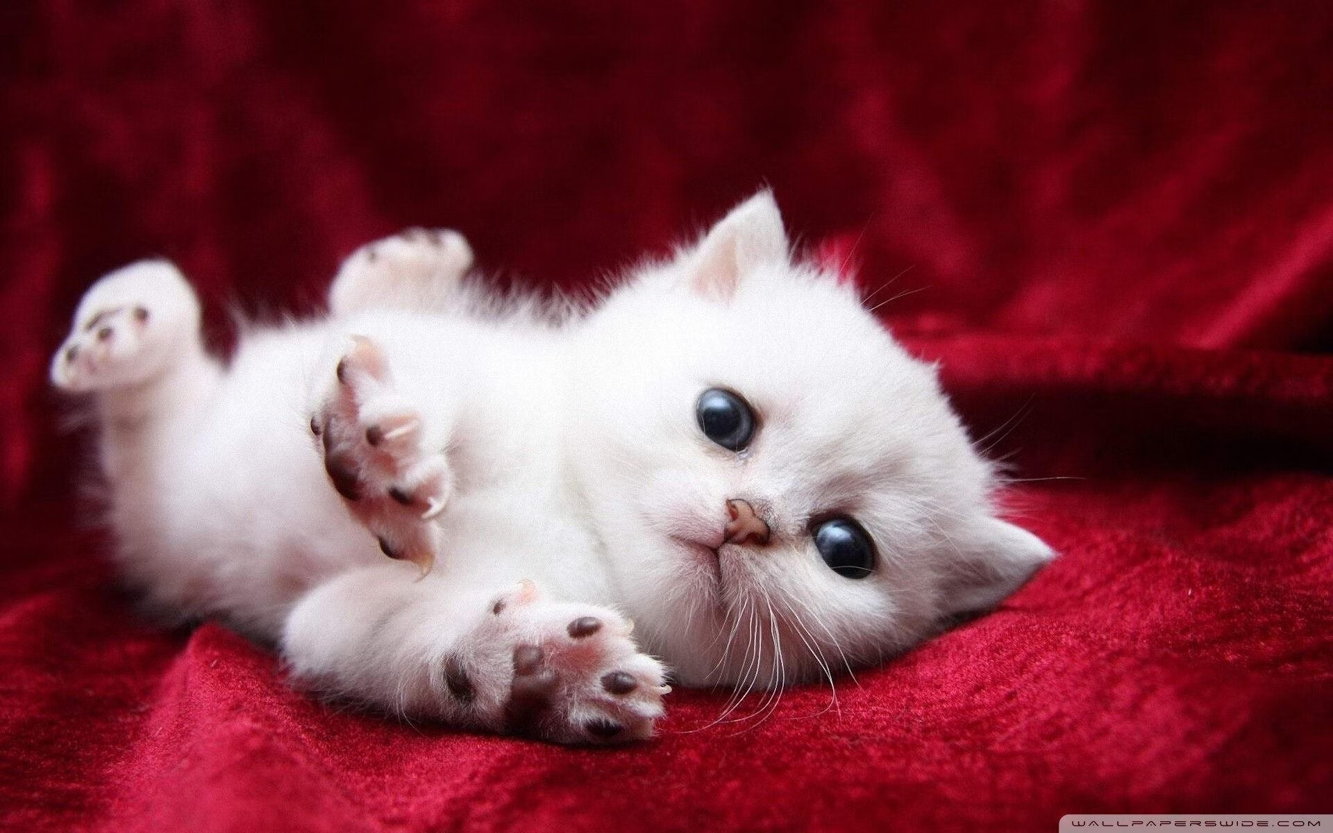 钢铁之翼，杜兰特无声的咆哮