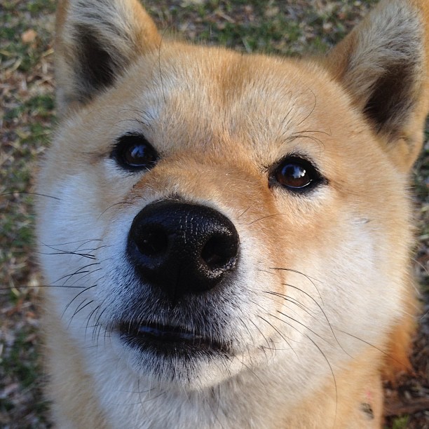 切特一剑封喉！湖人绝境重生，吉林憾负关键战役