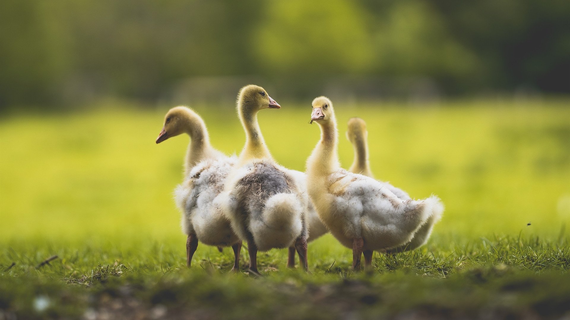开云体育中国-淘汰赛的隐喻，当猛龙的火焰淬炼王权，戈贝尔的重盾定义生存