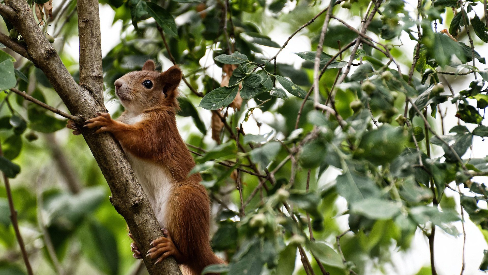 冰封战场,波斯铁骑狂飙突进,阿劳霍冠军级表现铸就史诗逆转