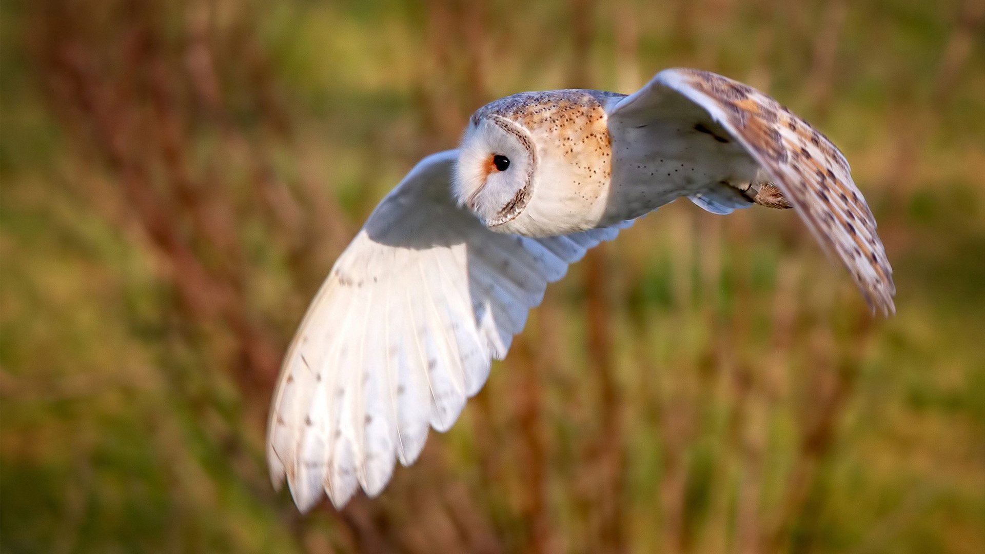 暮光之眼，寒刃出鞘，贝恩总决赛之夜的沉默统治
