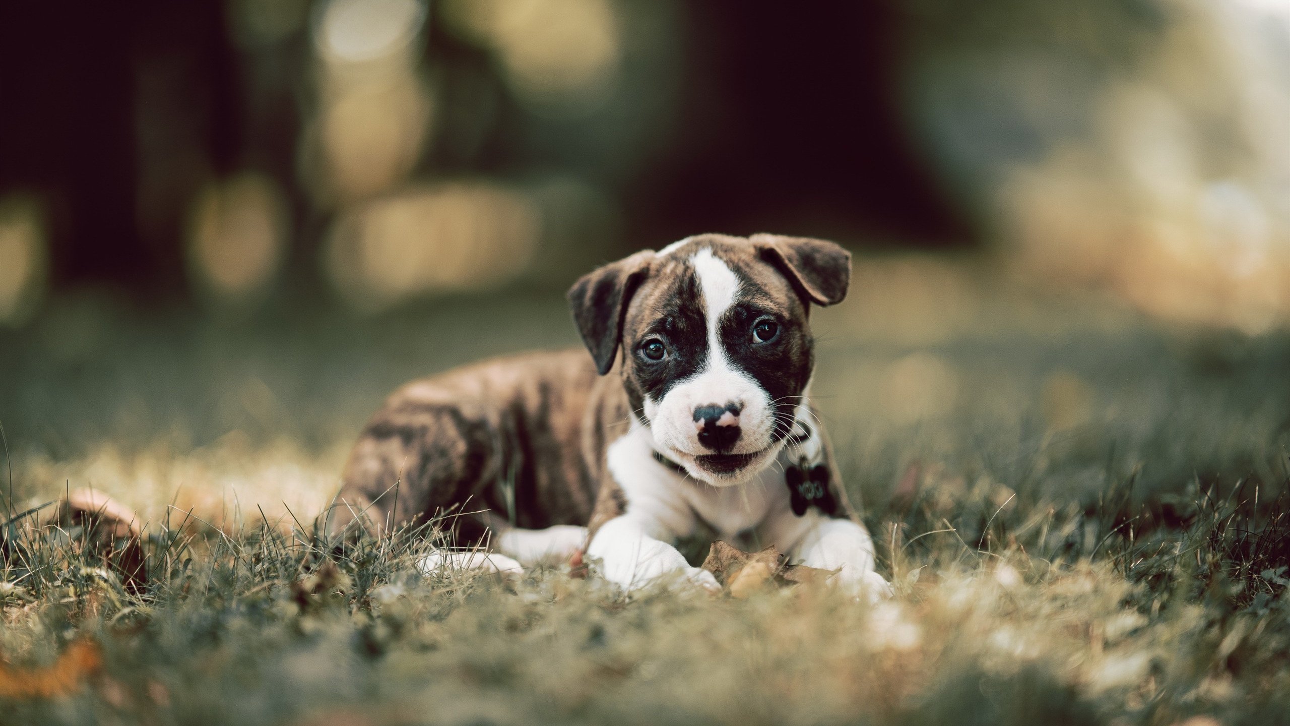 开云体育app-缝合时空的针脚，皮克的关键一针，皇家社会的巴西节奏